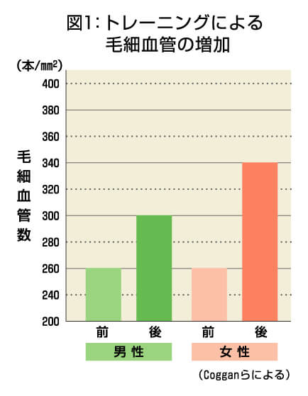 運動時の毛細血管の増加グラフ