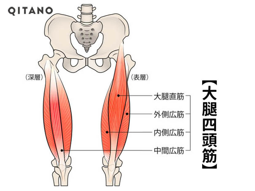 大腿四頭筋の解剖学図