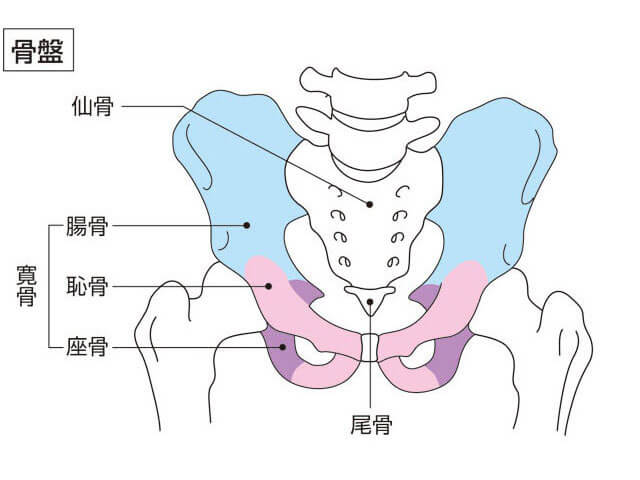 骨盤の解剖学図