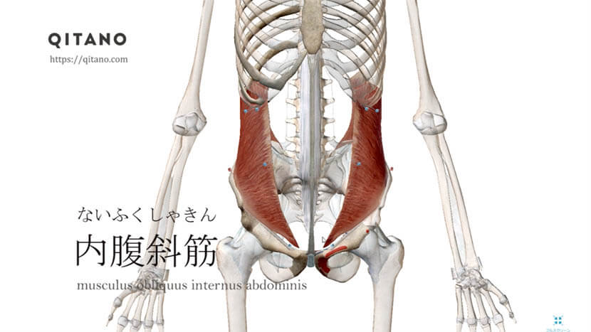 内腹斜筋 ないふくしゃきん ストレッチ方法 起始停止 働き Qitano キタノ カラダづくりラボ