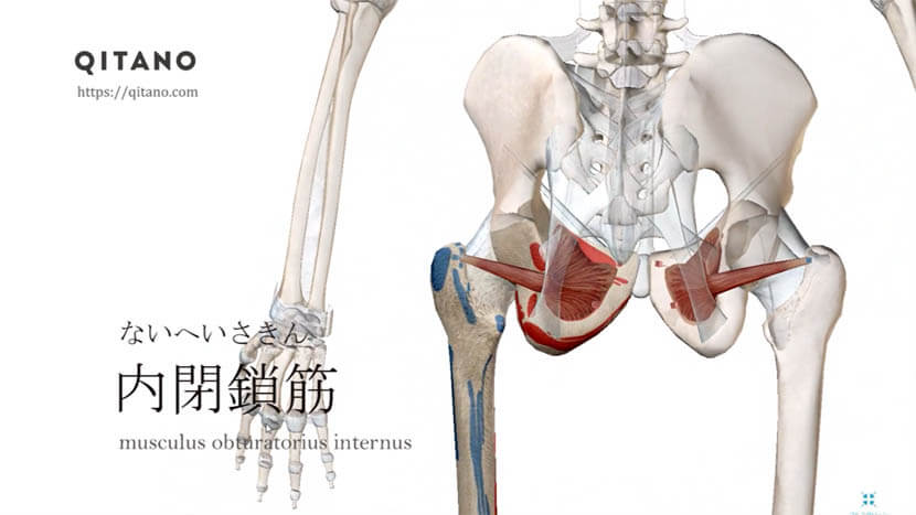 内閉鎖筋 ないへいさきん ストレッチ方法 起始停止 働き 深層外旋六筋 Qitano キタノ カラダづくりラボ