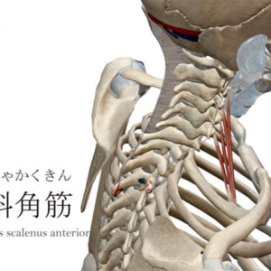 前斜角筋 ぜんしゃかくきん ストレッチ方法 起始停止 働き Qitano キタノ カラダづくりラボ