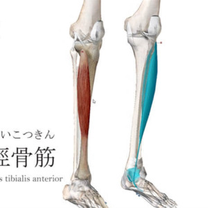 前脛骨筋 ぜんけいこつきん ストレッチ方法 起始停止 働き Qitano キタノ カラダづくりラボ