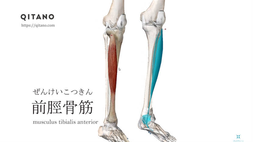 前脛骨筋 ぜんけいこつきん ストレッチ方法 起始停止 作用 Qitano キタノ カラダづくりラボ