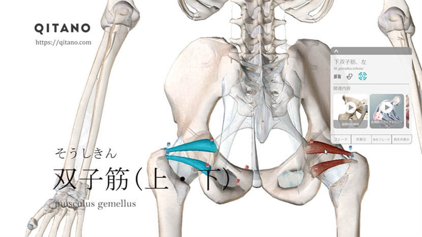 双子筋 そうしきん ストレッチ方法 起始停止 働き 深層外旋六筋 Qitano キタノ カラダづくりラボ