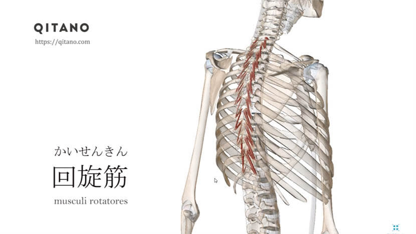 回旋筋 かいせんきん ストレッチ方法 起始停止 働き Qitano キタノ カラダづくりラボ