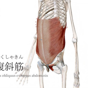 外腹斜筋 がいふくしゃきん ストレッチ方法 起始停止 作用 Qitano キタノ カラダづくりラボ