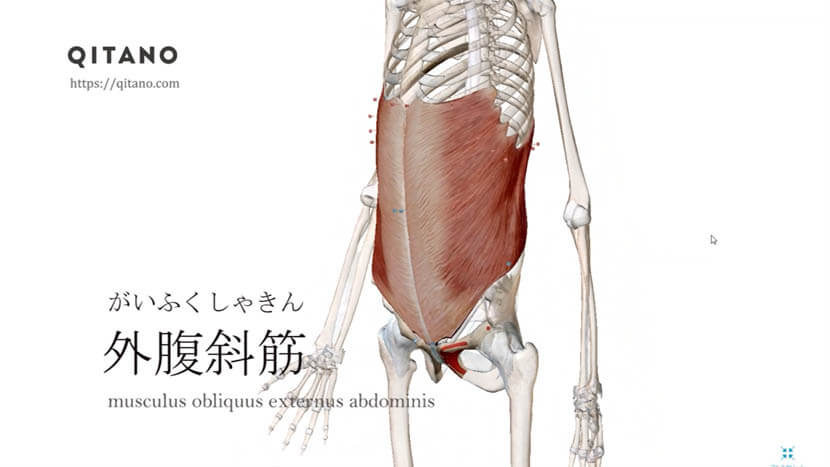 外腹斜筋（がいふくしゃきん）ストレッチ方法・起始停止・作用