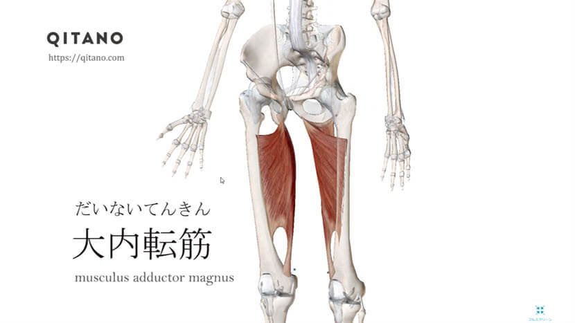 大内転筋 だいないてんきん ストレッチ方法 起始停止 働き Qitano キタノ カラダづくりラボ