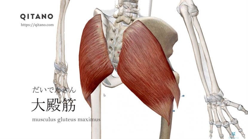 大殿筋 だいでんきん ストレッチ方法 起始停止 働き Qitano キタノ カラダづくりラボ