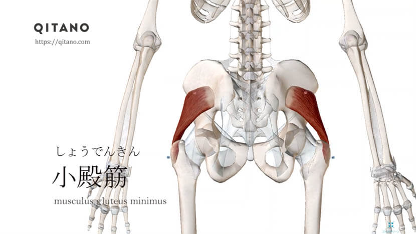 小殿筋 しょうでんきん ストレッチ方法 起始停止 働き Qitano キタノ カラダづくりラボ