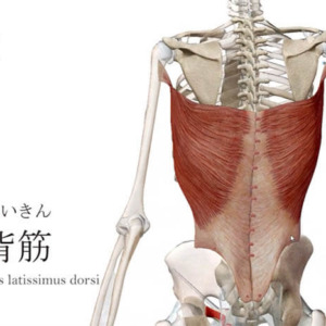 広背筋 こうはいきん ストレッチ方法 起始停止 作用 Qitano キタノ カラダづくりラボ