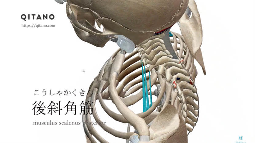 後斜角筋 こうしゃかくきん ストレッチ方法 起始停止 働き Qitano キタノ カラダづくりラボ