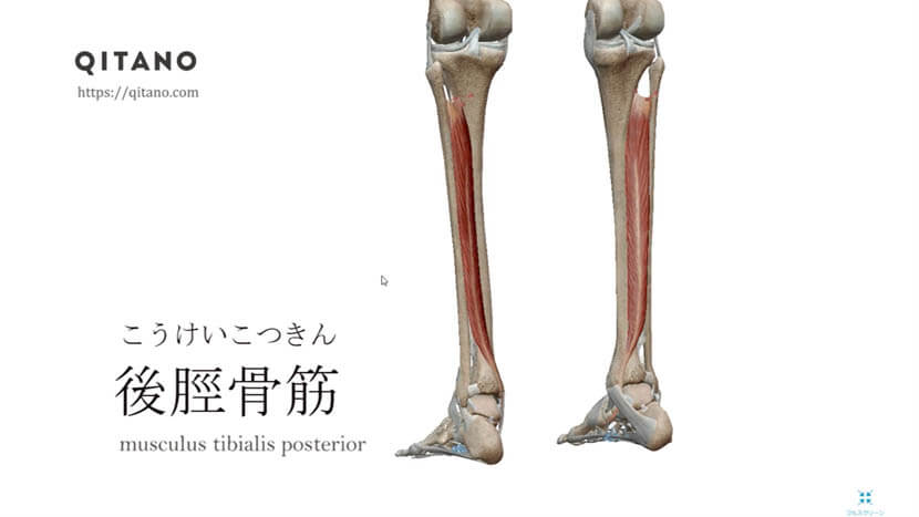 後脛骨筋 こうけいこつきん ストレッチ方法 起始停止 働き Qitano キタノ カラダづくりラボ