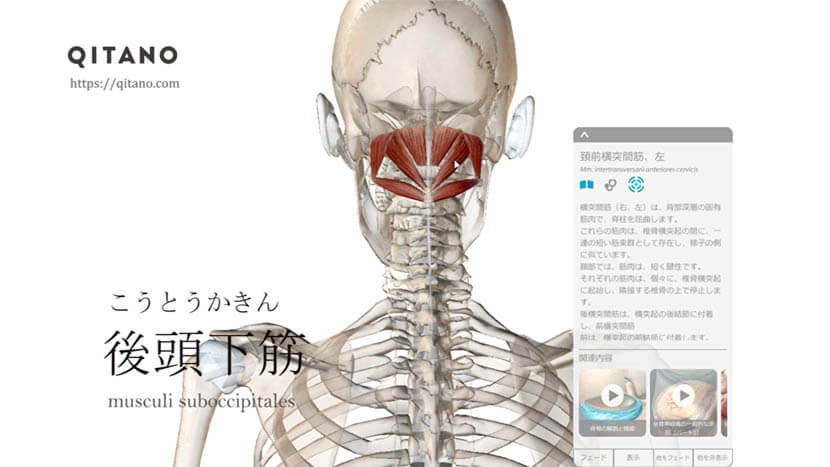 後頭下筋 こうとうかきん ストレッチ方法 起始停止 働き Qitano キタノ カラダづくりラボ