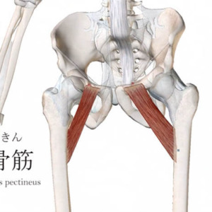 恥骨筋 ちこつきん ストレッチ方法 起始停止 働き Qitano キタノ カラダづくりラボ