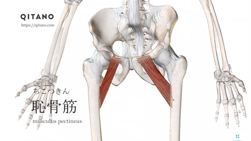 恥骨筋 ちこつきん ストレッチ方法 起始停止 働き Qitano キタノ カラダづくりラボ