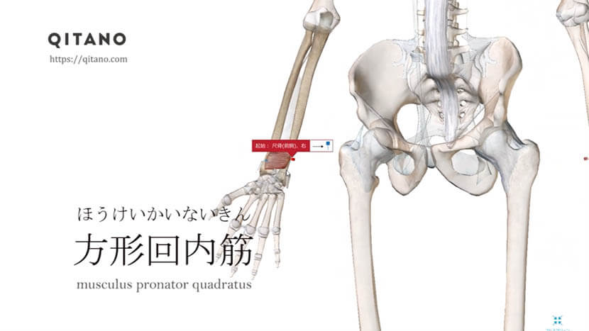 方形回内筋 ほうけいかいないきん ストレッチ方法 起始停止 働き Qitano キタノ カラダづくりラボ