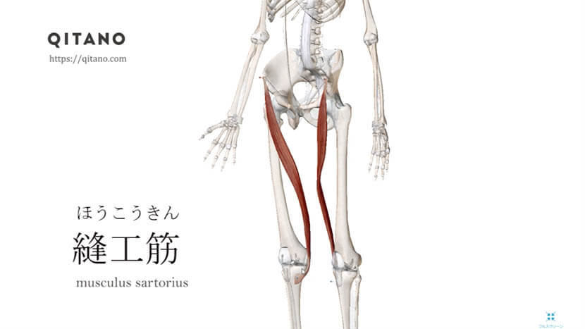 縫工筋 ほうこうきん ストレッチ方法 起始停止 働き Qitano キタノ カラダづくりラボ
