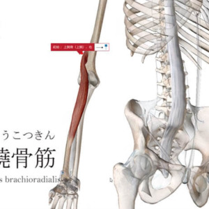 腕橈骨筋 わんとうこつきん ストレッチ方法 起始停止 働き Qitano キタノ カラダづくりラボ