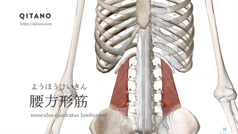 腰方形筋 ようほうけいきん ストレッチ方法 起始停止 働き Qitano キタノ カラダづくりラボ