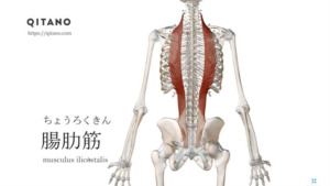 腸肋筋（ちょうろくきん）ストレッチ方法・起始停止・働き