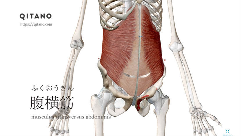 腹横筋（ふくおうきん）ストレッチ方法・起始停止・作用