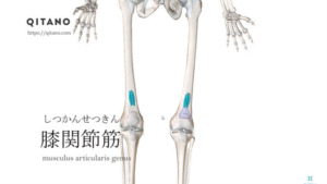 膝関節筋（しつかんせつきん）ストレッチ方法・起始停止・働き