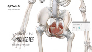 骨盤底筋（こつばんていきん）ストレッチ方法・起始停止・働き
