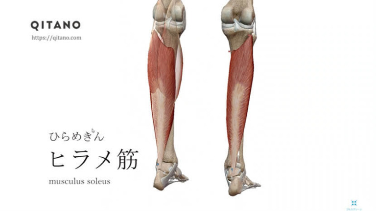 ヒラメ筋（ひらめきん）ストレッチ方法・起始停止・働き
