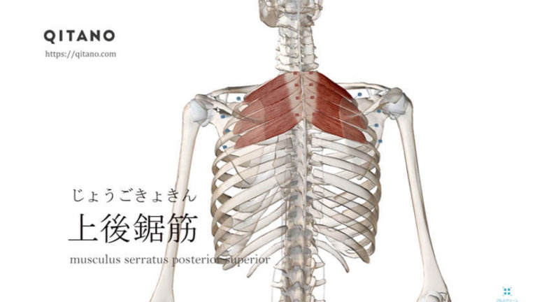 上後鋸筋（じょうこうきょきん）ストレッチ方法・起始停止・働き