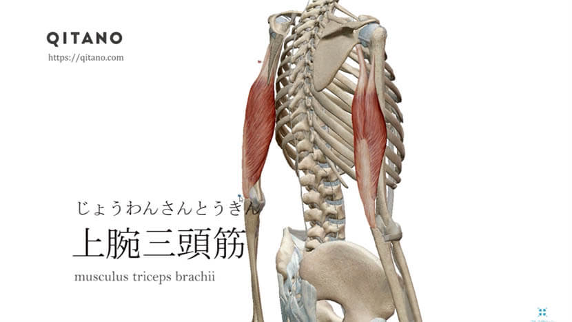上腕三頭筋（じょうわんさんとうきん）ストレッチ方法・起始停止・働き