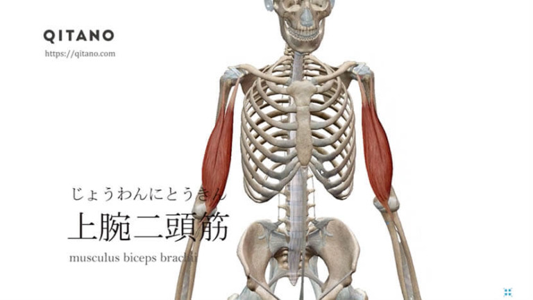 上腕二頭筋（じょうわんにとうきん）ストレッチ方法・起始停止・働き