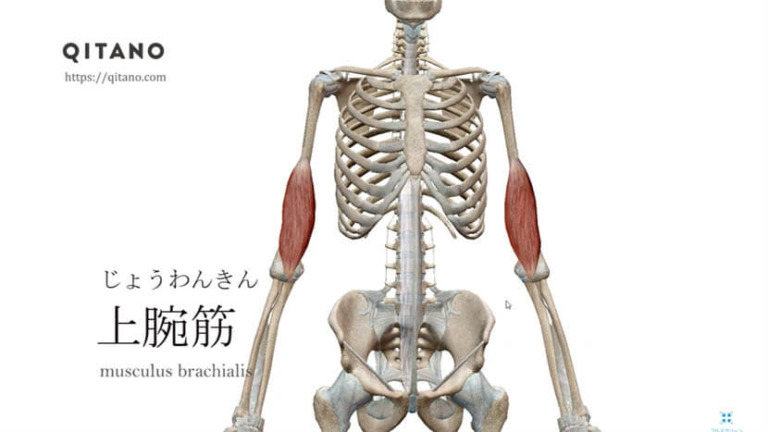 上腕筋（じょうわんきん）ストレッチ方法・起始停止・働き