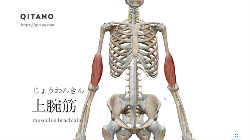 上腕筋（じょうわんきん）ストレッチ方法・起始停止・働き