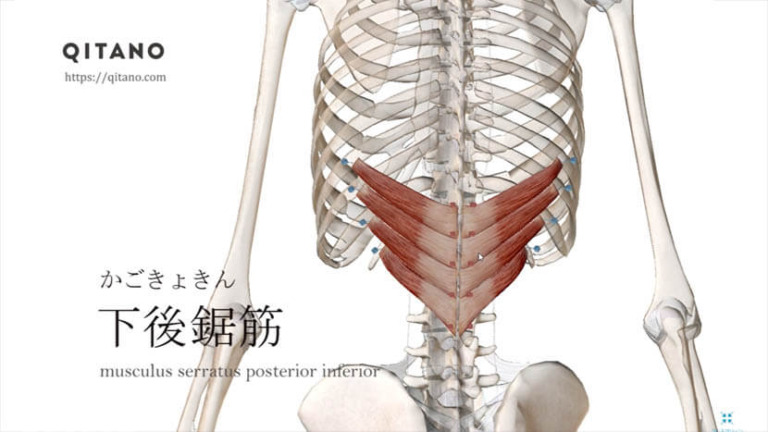 下後鋸筋（かこうきょきん）ストレッチ方法・起始停止・働き