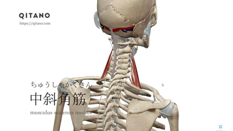 中斜角筋（ちゅうしゃかくきん）ストレッチ方法・起始停止・働き