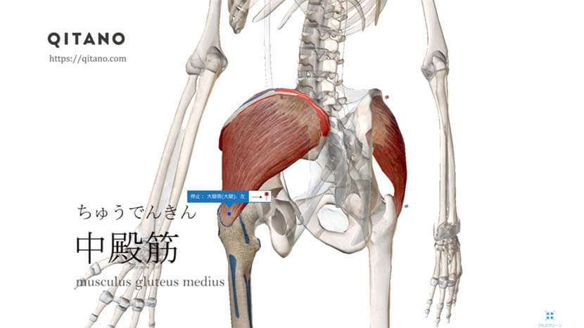 殿 筋 作用 中 中臀筋の作用と役割（起始停止・神経支配・筋トレメニューなどを徹底解剖）