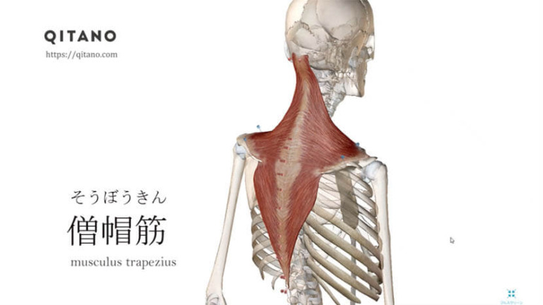 僧帽筋（そうぼうきん）ストレッチ方法・起始停止・働き