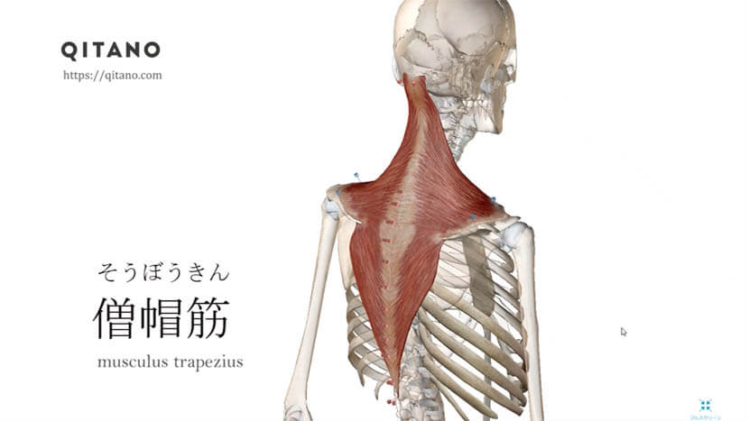 僧帽筋（そうぼうきん）ストレッチ方法・起始停止・働き