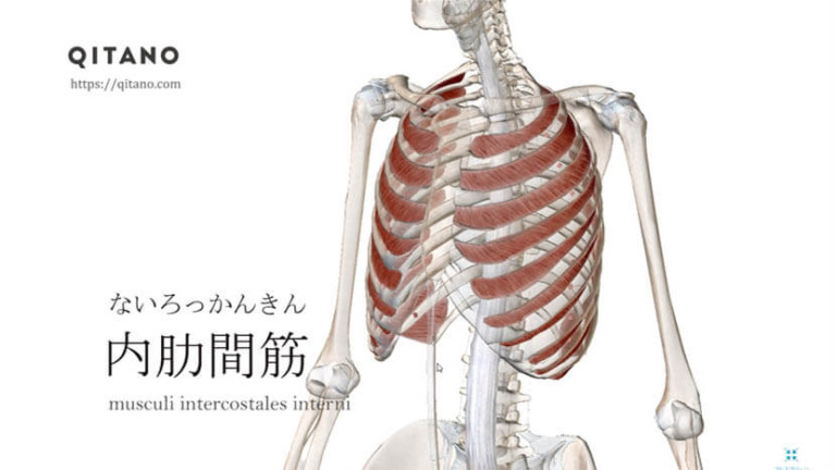 内肋間筋（ないろっかんきん）ストレッチ方法・起始停止・働き