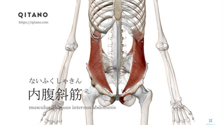 内腹斜筋（ないふくしゃきん）ストレッチ方法・起始停止・働き