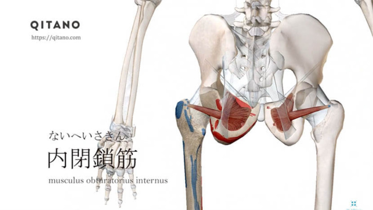 内閉鎖筋（ないへいさきん）ストレッチ方法・起始停止・働き｜深層外旋六筋