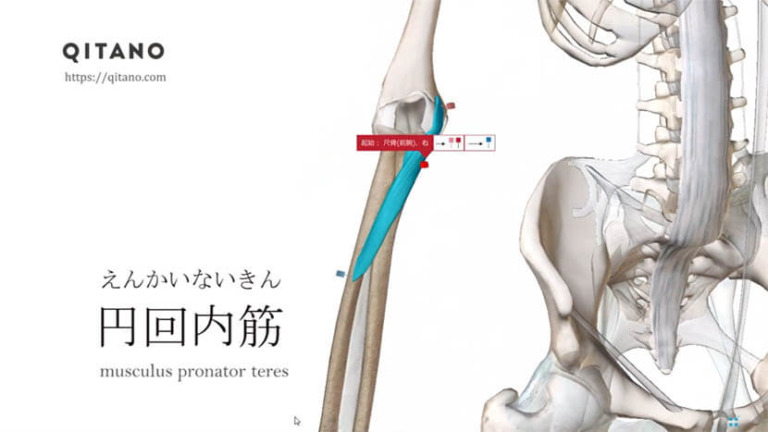 円回内筋（えんかいないきん）ストレッチ方法・起始停止・働き