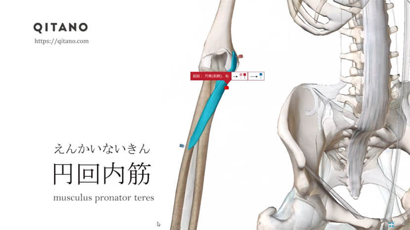 円回内筋（えんかいないきん）ストレッチ方法・起始停止・働き