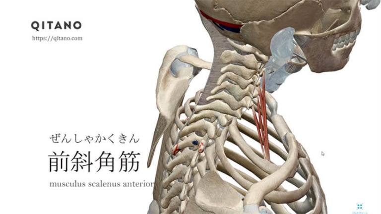 前斜角筋（ぜんしゃかくきん）ストレッチ方法・起始停止・働き