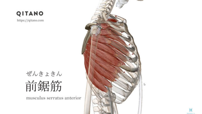 前鋸筋（ぜんきょきん）ストレッチ方法・起始停止・働き