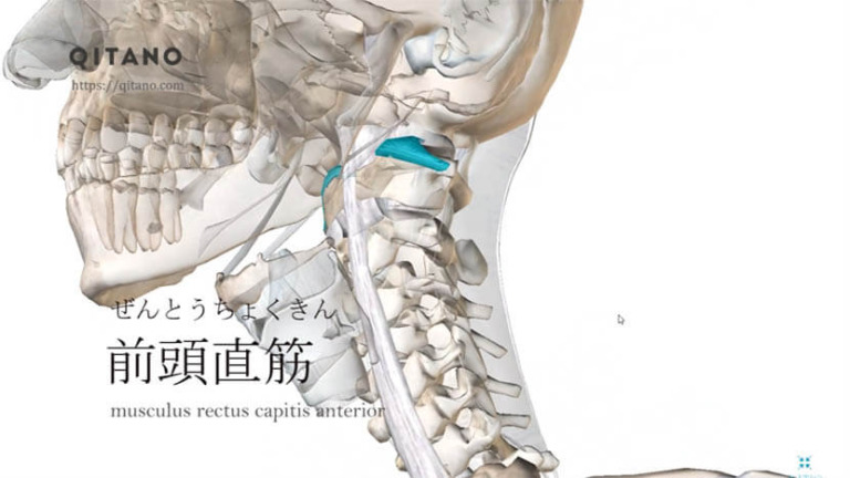 前頭直筋（ぜんとうちょくきん）ストレッチ方法・起始停止・働き