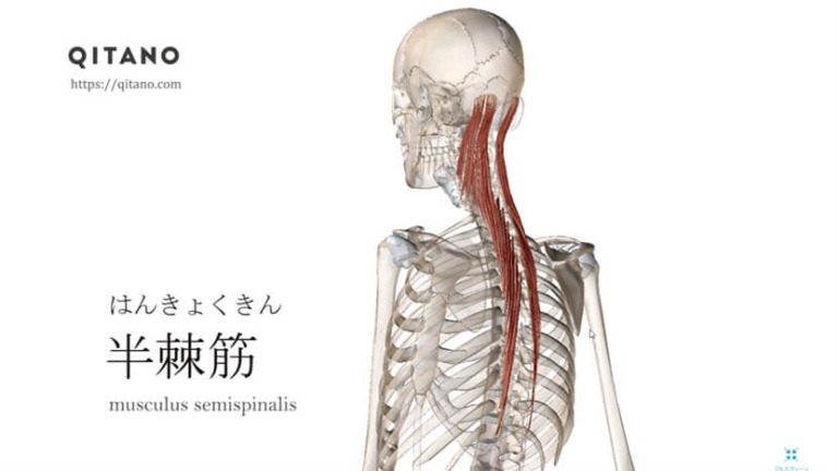 半棘筋（はんきょくきん）ストレッチ方法・起始停止・働き