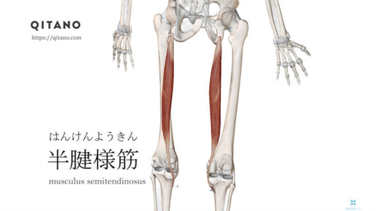 半腱様筋（はんけんようきん）ストレッチ方法・起始停止・働き｜ハムストリングス